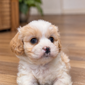 Bichon X Cavalier King Charles Female (Pet Only)