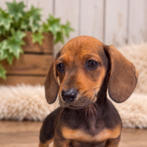 Dachshund Male (Pet Only) Pure Bred Not NZ Dog Registered (No Papers Available)