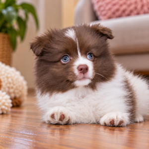 German Spitz Mittel Female (Pet Only) Pure Bred No Dogs NZ Papers Available (Copy)